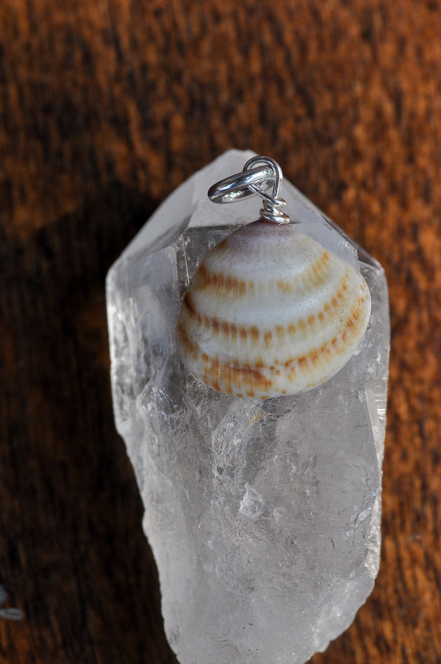 Orange Seashell