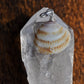 Orange Seashell