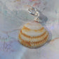 Orange Seashell