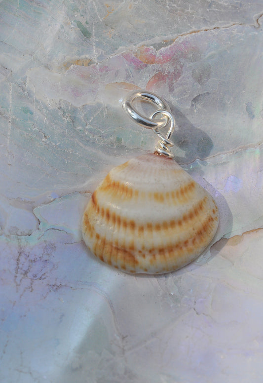Orange Seashell