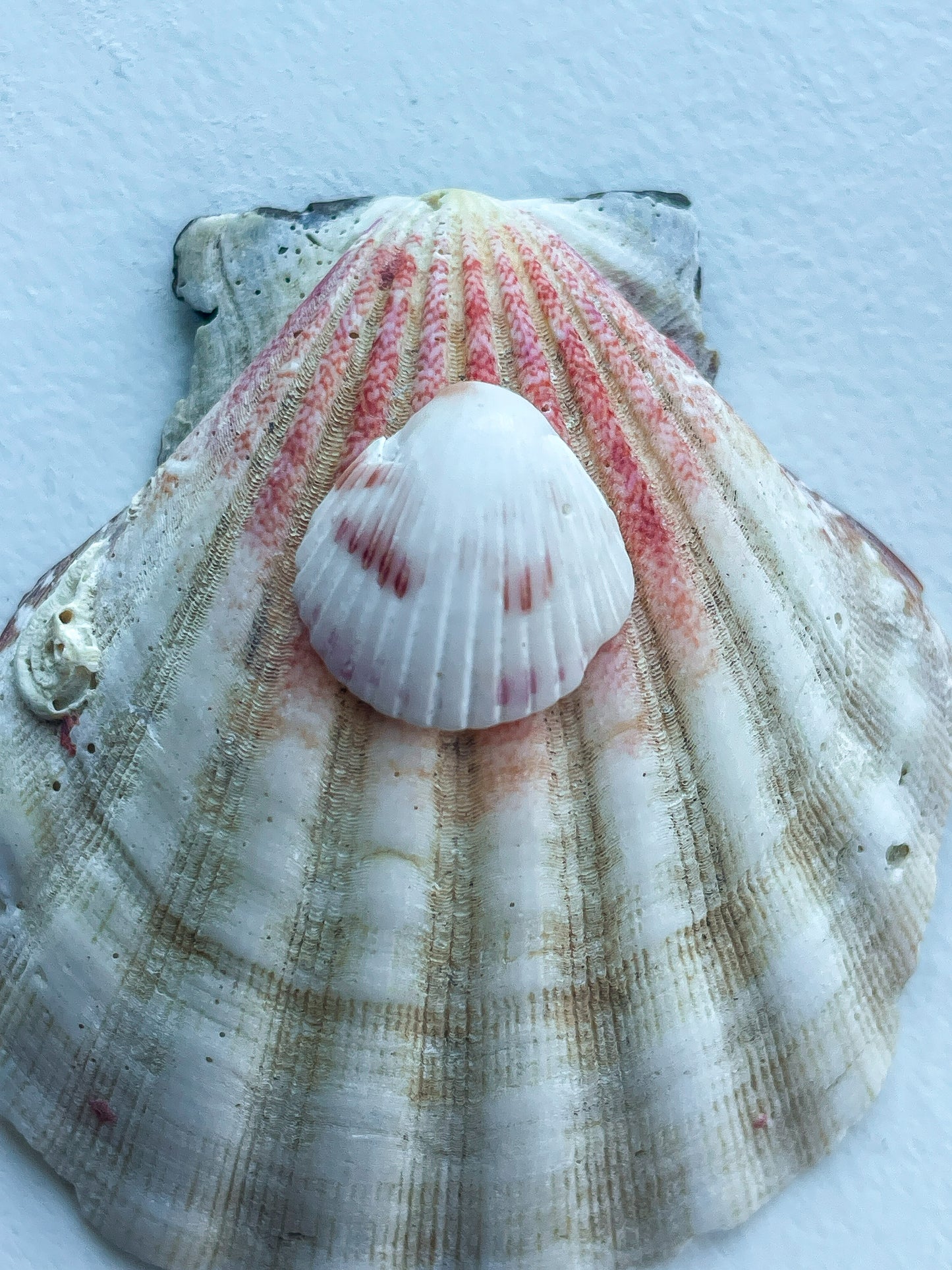 Pink Shell Ring