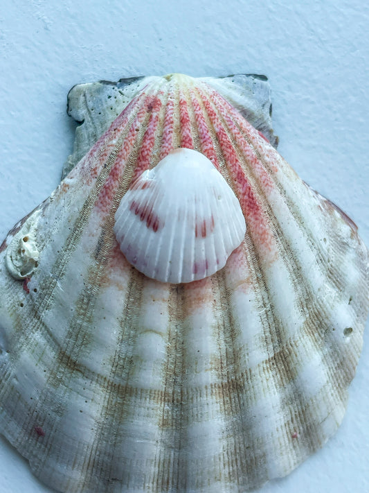 Pink Shell Ring