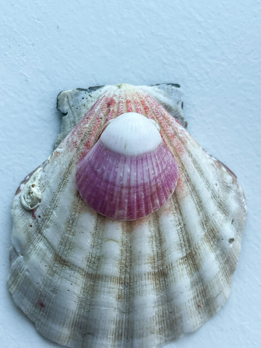 Pink Shell Ring